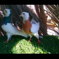 کبوتر|پرنده|زرین دشت (فارس), |دیوار