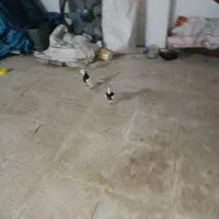 کبوتر|پرنده|حمیدیه, |دیوار