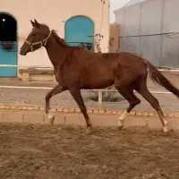 مادیان سه ساله