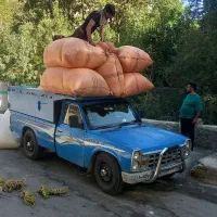 کاه گندم دیم