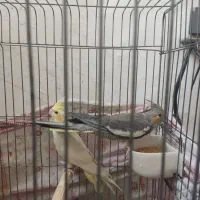 عروس هلندی|پرنده|پاکدشت, پاکدشت (مامازند)|دیوار