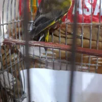 سهره دورگ|پرنده|پاکدشت, شهرک امام رضا|دیوار