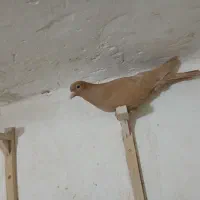 زرد|پرنده|ماهان, |دیوار