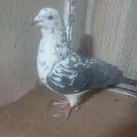 کفتر|پرنده|مشهد, هفت تیر (نه دره)|دیوار