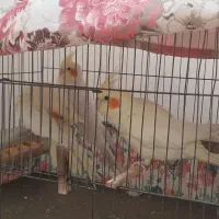 عروس هلندی ۴ عدد|پرنده|اهواز, شهرک الهیه|دیوار