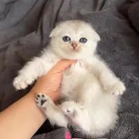 بچه گربه های اشرافی ( iran cats)|گربه|رشت, گلباغ نماز|دیوار