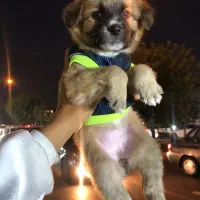 توله سگ شیتزو کراس عروسکی