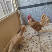 نیمچه برهما وارداتی ،ویاندوت بلورد، سیبرایت بوف|حیوانات مزرعه|شیراز, امام حسین|دیوار