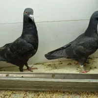 پرنده