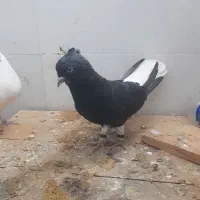 کفتر دم سفید