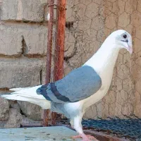 کفتر سینه سوسنی پشتی پیازی
