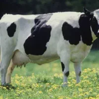 کارگر گاوداری