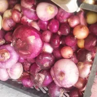 میوه|خوردنی و آشامیدنی|فسا, |دیوار