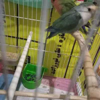 کوتوله مولدجفت|پرنده|تبریز, |دیوار