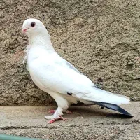 سفید دم سبز فری ساتن قلدر