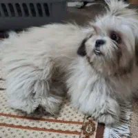 شیتزوفلت ماده ۲ساله