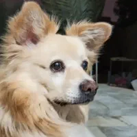 سگ گمشده|حیوانات|برخوار, |دیوار