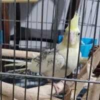 عروس هلندی|پرنده|شهریار, شهرک امیریه|دیوار