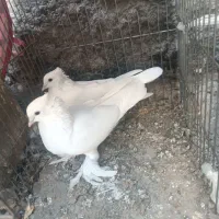 کبوتر رودان