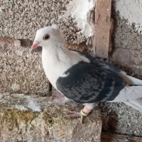 کفتر سرور بهبهانی|پرنده|شیراز, سعدیه شمالی|دیوار