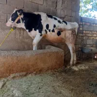 گوساله ماده هلشتاین|حیوانات مزرعه|سیوان, |دیوار