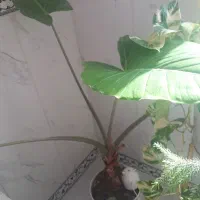 گل بابا آدم|گل و گیاه طبیعی|صحنه, |دیوار