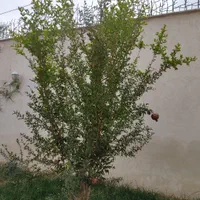 فروش خانه ویلایی استخر دار|فروش خانه و ویلا|قم, کوه سفید|دیوار