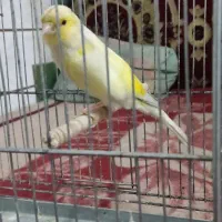 قناری ماده سوپر|پرنده|ابریشم, |دیوار