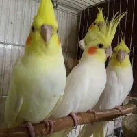عروس هلندی|پرنده|تهران, شمشیری|دیوار