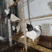 کبوتر طوقی|پرنده|خرمآباد (تنکابن), |دیوار