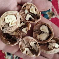 گردو|خوردنی و آشامیدنی|سی‌سخت, |دیوار