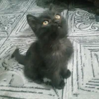 بچه گربه بازیگوش