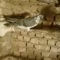 کفتر|پرنده|گلپایگان, |دیوار