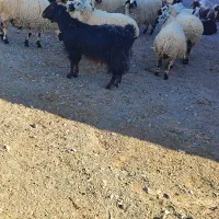 گوسفند،بز،کهره،بره