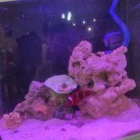 اکواریوم ابشور کامل با ماهی|ماهی|شیراز, ریشمک|دیوار