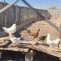 مرغ وخروس سفید مرندی