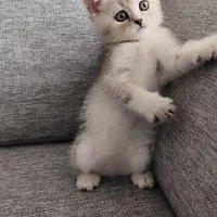 دامپزشکی حیوانات|گربه|اراک, |دیوار