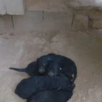 سه تا توله سیاه یکی ماده دوتا نر|سگ|مبارکه, |دیوار