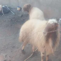 قوچ|حیوانات مزرعه|سبزوار, مدرس|دیوار