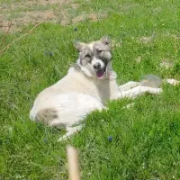 توله سگ دورگه نر