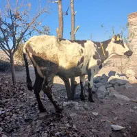 گاو ننه بالا