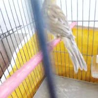 قناری عروس کوتوله مرغ عشق سهره