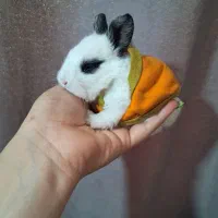 کوتولهاجرسی|موش و خرگوش|بروجرد, |دیوار