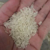 برنج طارم هاشمی