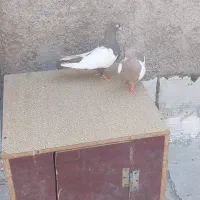 یک جفت کبوتر دوبال سفید|پرنده|پاکدشت, پاکدشت (مامازند)|دیوار