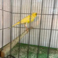 قناری ماده|پرنده|شیراز, پودنک|دیوار