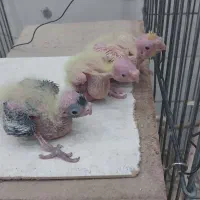 جوجه عروس هلندی خوشگل و زیبا