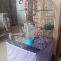 عروس هلندی