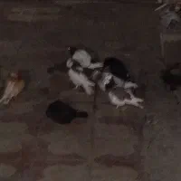 کفتر نرو ماده