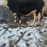 گاو سوپر گوشت موقعیت هشترود